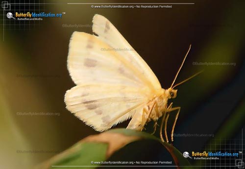 Thumbnail image #2 of the Currant Spanworm Moth