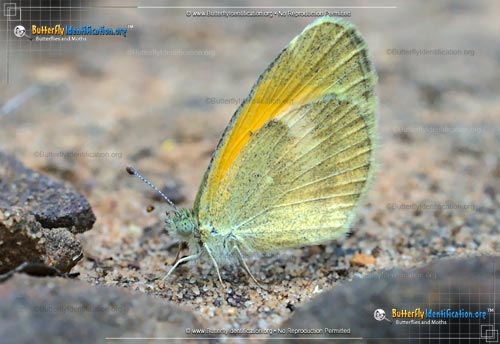 Thumbnail image #3 of the Dainty Sulphur Butterfly