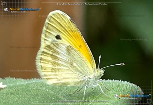 Thumbnail image #4 of the Dainty Sulphur Butterfly