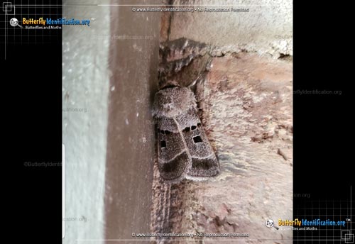 Thumbnail image #1 of the Dart Moth