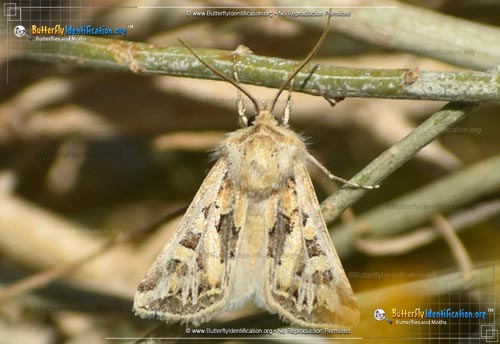 Thumbnail image #1 of the Dart Moth