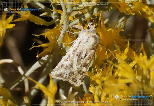 Thumbnail image #4 of the Dart Moth