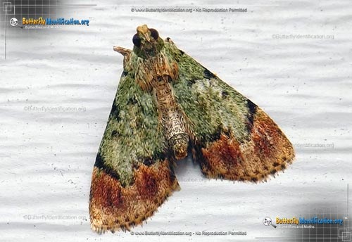 Thumbnail image #1 of the Dimorphic Macalla Moth