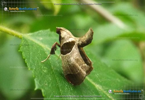 Thumbnail image #1 of the Dimorphic Tosale Moth