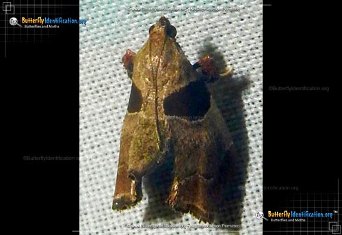Thumbnail image #2 of the Dimorphic Tosale Moth