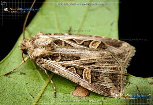 Thumbnail image #1 of the Dingy Cutworm Moth