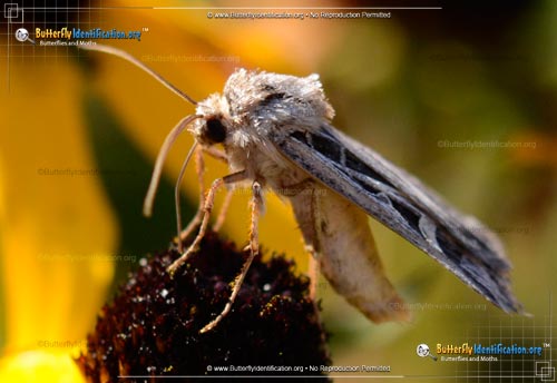 Thumbnail image #3 of the Dingy Cutworm Moth