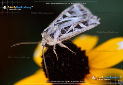 Thumbnail image #2 of the Dingy Cutworm Moth