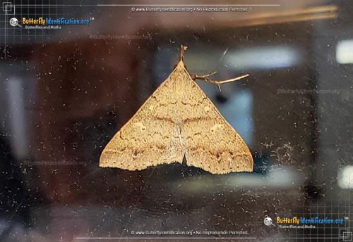 Thumbnail image #1 of the Discolored Renia Moth