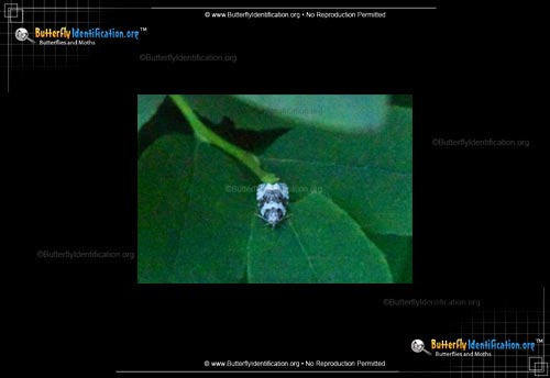 Thumbnail image #1 of the Divided Olethreutes Moth