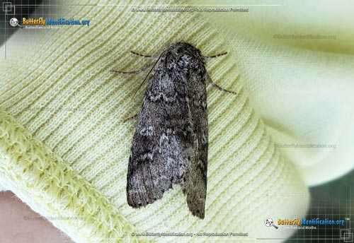 Thumbnail image #4 of the Double-lined Prominent