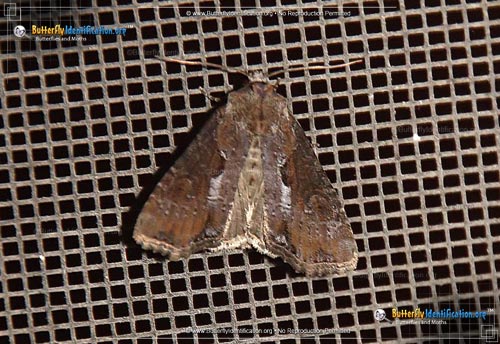Thumbnail image #1 of the Double Lobed Moth