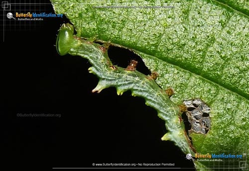 Thumbnail image #2 of the Double-toothed Prominent