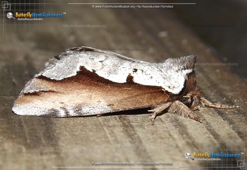 Thumbnail image #3 of the Double-toothed Prominent