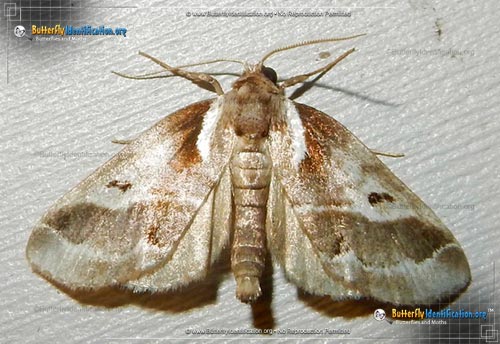 Thumbnail image #2 of the Doubleday's Baileya Moth