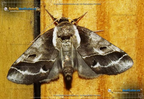 Thumbnail image #1 of the Doubleday's Baileya Moth