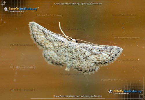 Thumbnail image #1 of the Drab Brown Wave Moth