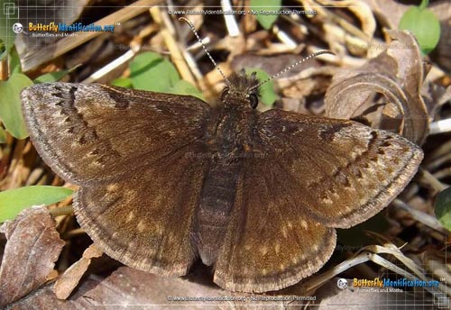Thumbnail image #1 of the Dreamy Duskywing