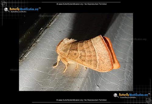 Thumbnail image #1 of the Drexel's Datana Moth