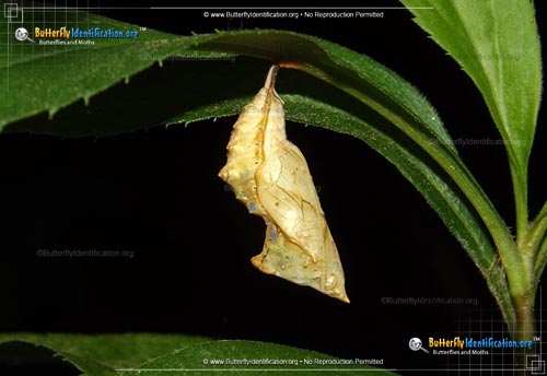 Thumbnail image #3 of the Eastern Comma