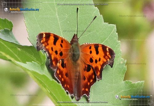 Thumbnail image #1 of the Eastern Comma