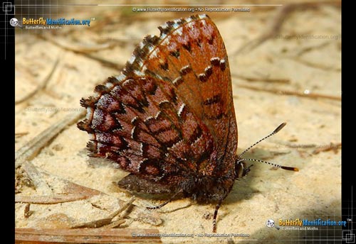 Thumbnail image #1 of the Eastern Pine Elfin Butterfly