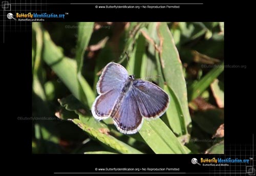 Thumbnail image #1 of the Eastern-tailed Blue Butterfly