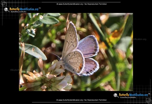 Thumbnail image #3 of the Eastern-tailed Blue Butterfly