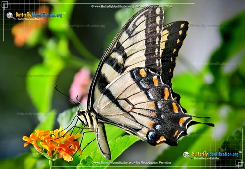 Thumbnail image #2 of the Eastern Tiger Swallowtail