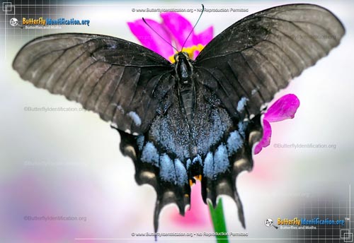 Thumbnail image #3 of the Eastern Tiger Swallowtail