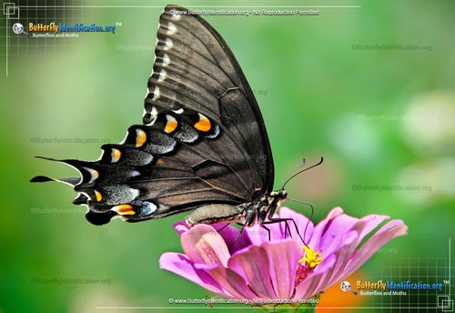 Thumbnail image #4 of the Eastern Tiger Swallowtail