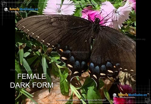 Thumbnail image #5 of the Eastern Tiger Swallowtail