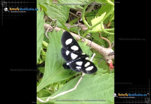 Thumbnail image #3 of the Eight-spotted Forester Moth