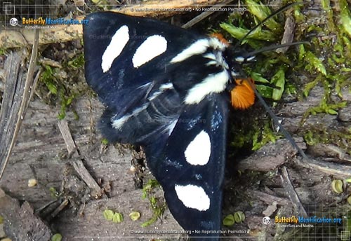 Thumbnail image #4 of the Eight-spotted Forester Moth