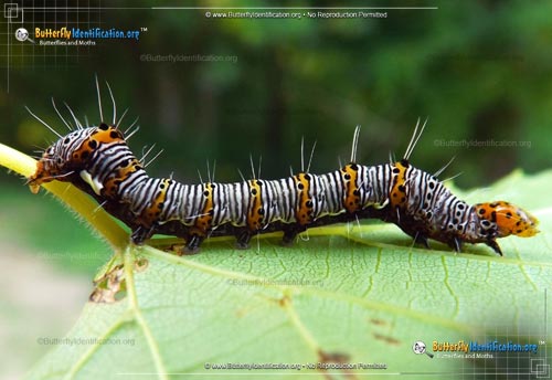 Thumbnail caterpillar image of the Eight-spotted Forester Moth
