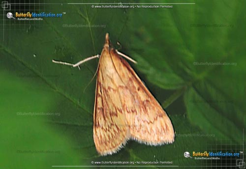 Thumbnail image #1 of the European Corn Borer Moth