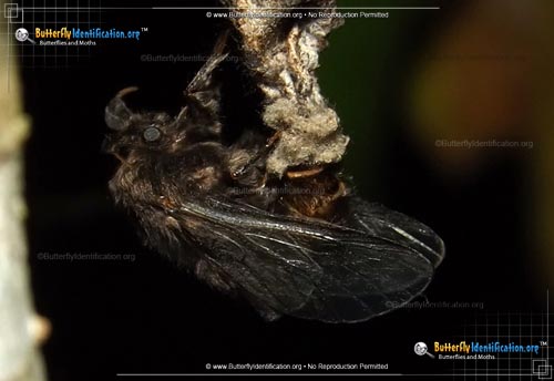 Thumbnail image #2 of the Evergreen Bagworm Moth