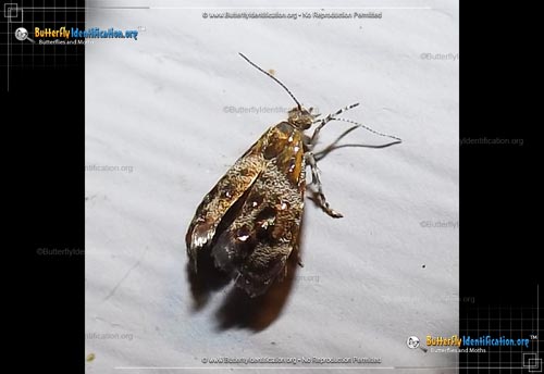 Thumbnail image #1 of the Everlasting Tebenna Moth