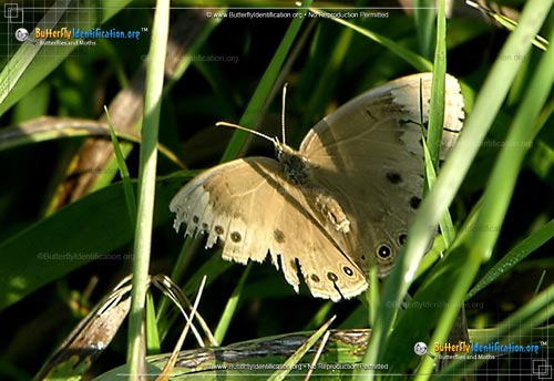 Thumbnail image #1 of the Eyed Brown Butterfly