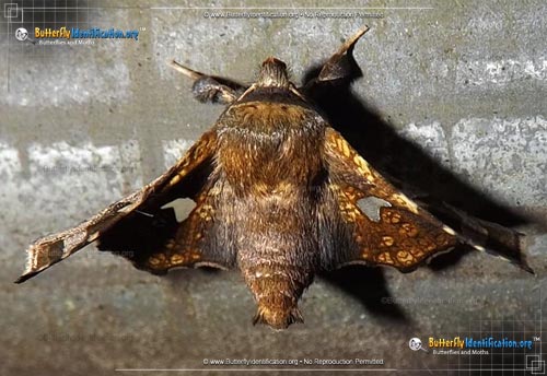 Thumbnail image #1 of the Eyed Dysodia Moth