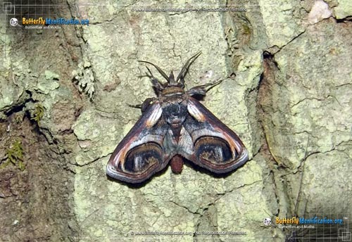 Thumbnail image #1 of the Eyed Paectes Moth