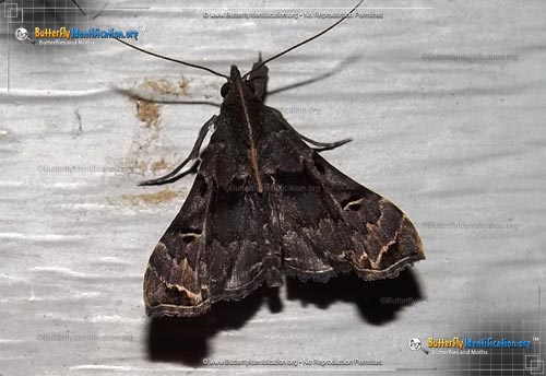 Thumbnail image #2 of the Faint-spotted Palthis