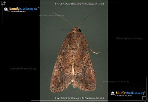 Thumbnail image #1 of the Fall Armyworm Moth