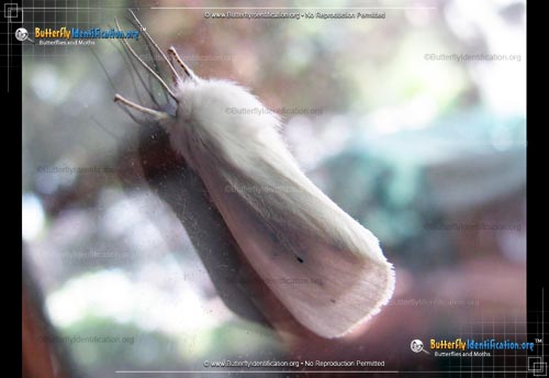 Thumbnail image #2 of the Fall Webworm Moth