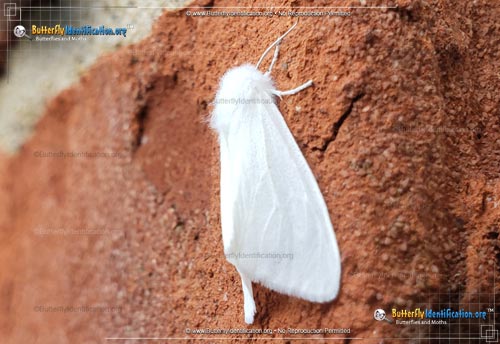 Thumbnail image #5 of the Fall Webworm Moth