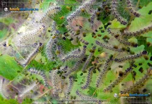 Thumbnail caterpillar image of the Fall Webworm Moth