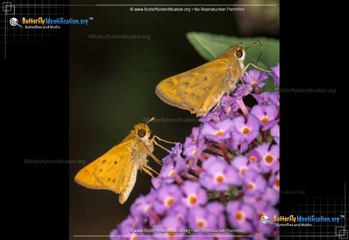 Thumbnail image #1 of the Fiery Skipper