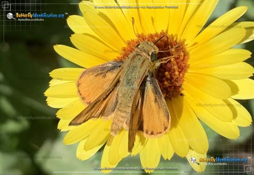 Thumbnail image #5 of the Fiery Skipper