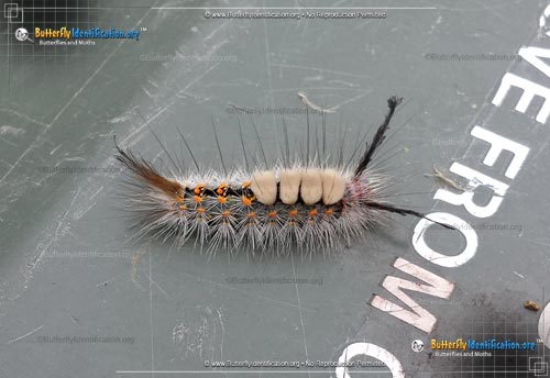 Thumbnail image #2 of the Fir Tussock Moth