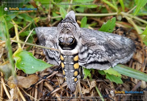 Thumbnail image #1 of the Five-spotted Hawk Moth